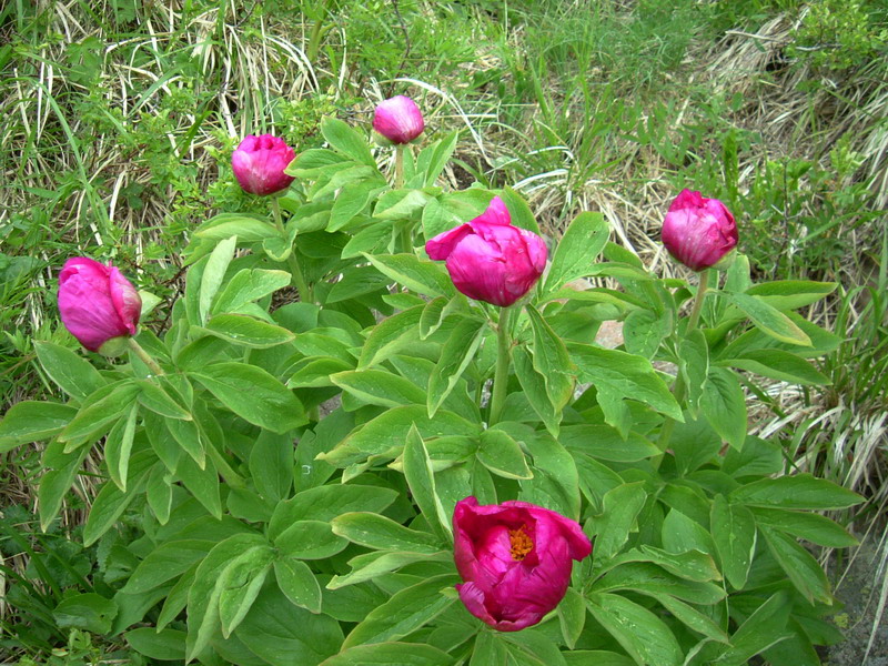 Paeonia officinalis